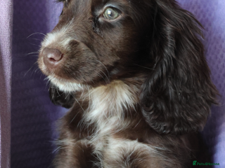 Cocker Spaniel dogs Championline Cocker Spaniel - READY TO LEAVE - Advert 10