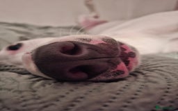 Mixed Breed dogs for sale: bull lurcher  - Image 2