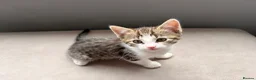 Mixed Breed cats for sale: Four beautiful kittens ready for forever home in Southampton - Advert 1