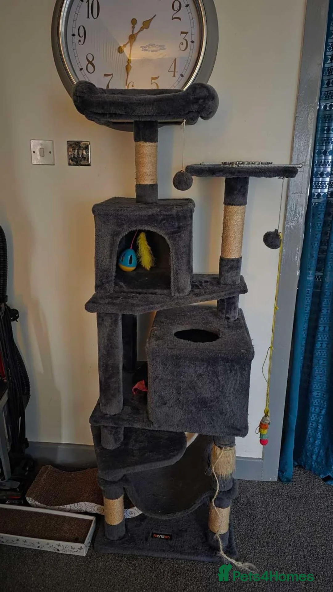 Scottish Fold cats for sale: Male Grey tabby scottish fold  - Advert 10