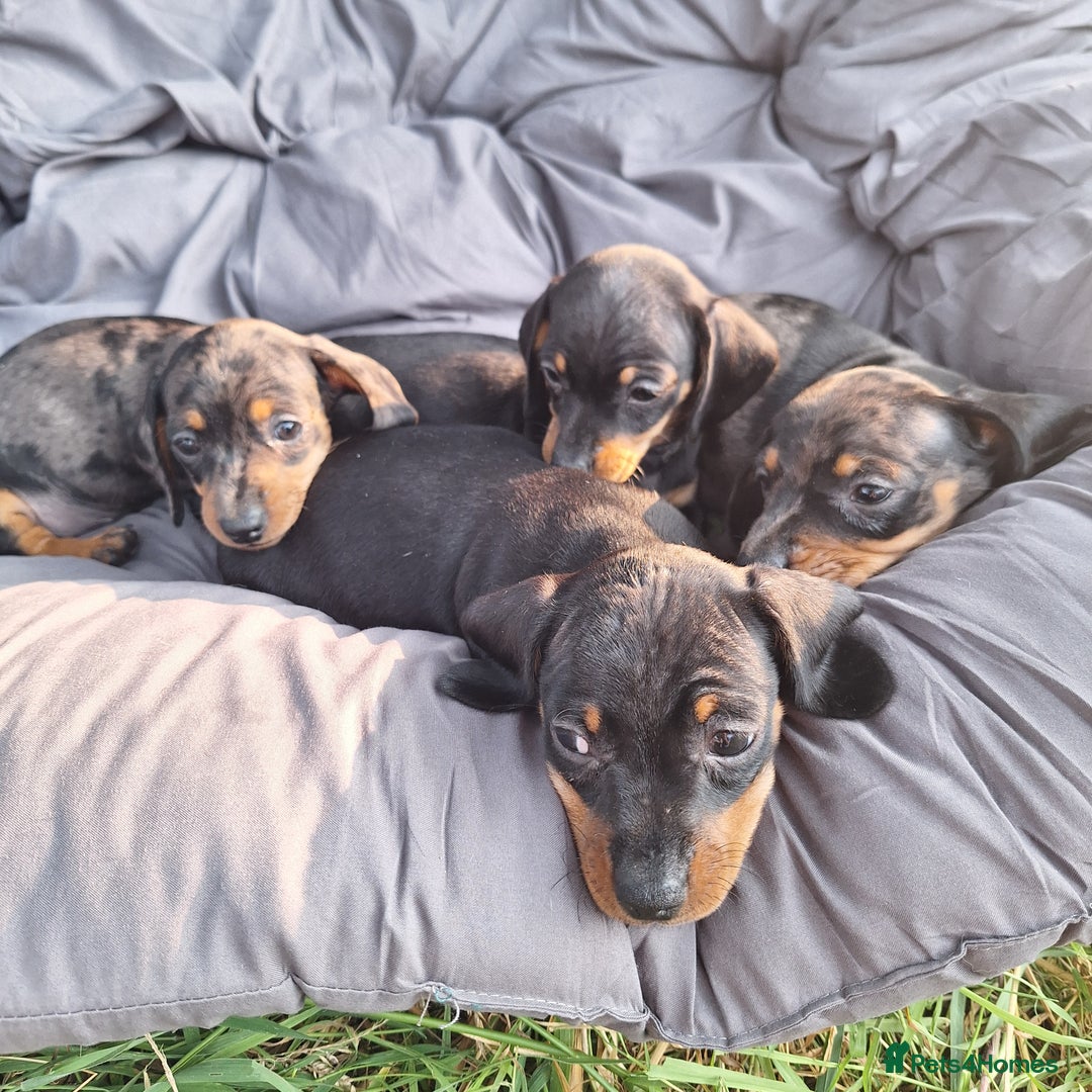 Miniature Dachshund dogs for sale: 2 gorgeous boys looking for their forever home - Image 12