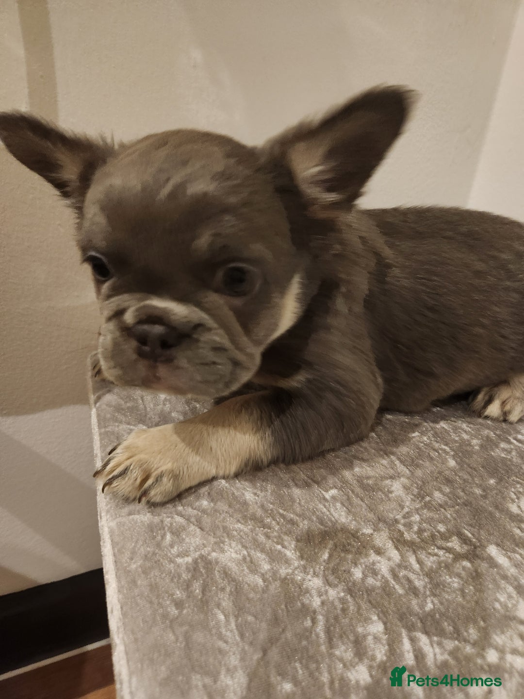 French Bulldog dogs for sale: Fluffy French bulldog puppies- strong bloodline. - Advert 24