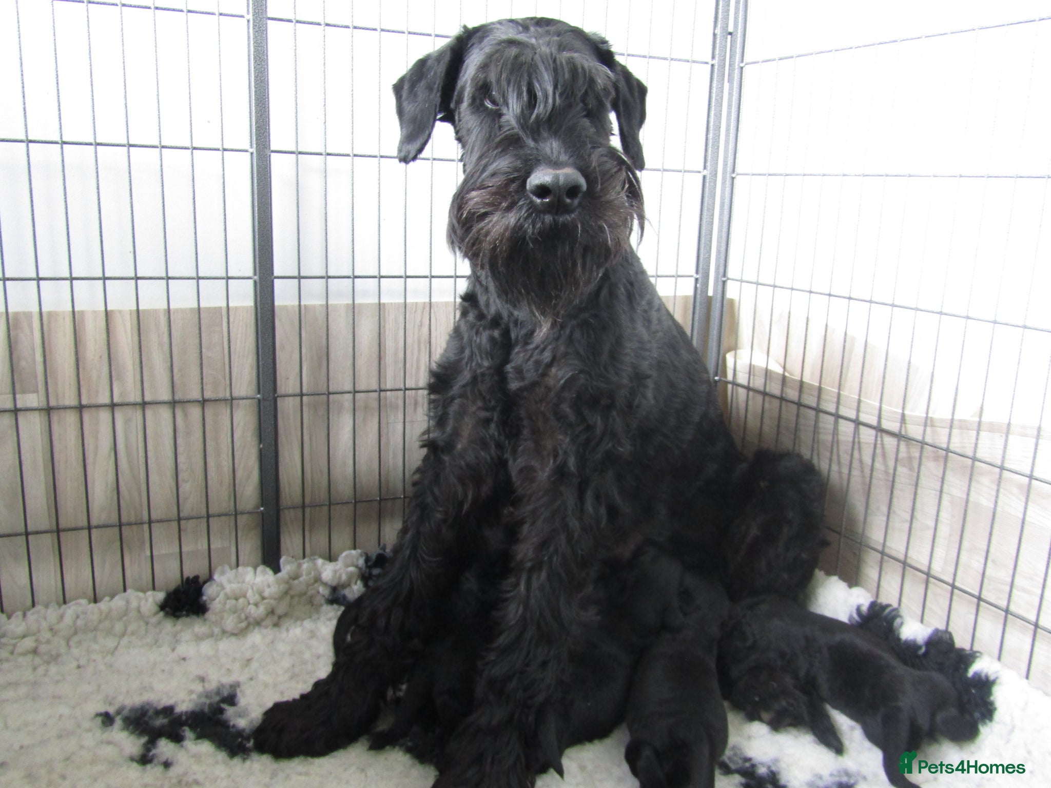 Giant Schnauzer dogs Royal Kennel Club Registered Puppies. - Advert 15