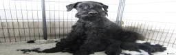Giant Schnauzer dogs for sale: Royal Kennel Club Registered Puppies. - Advert 1