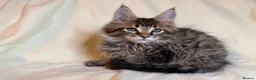 Maine Coon cats for sale: TICA registered Maine Coon Kittens All Boys - Advert 21