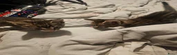 Mixed Breed cats for sale: 6 kittens for sale in Rotherham - Advert 6