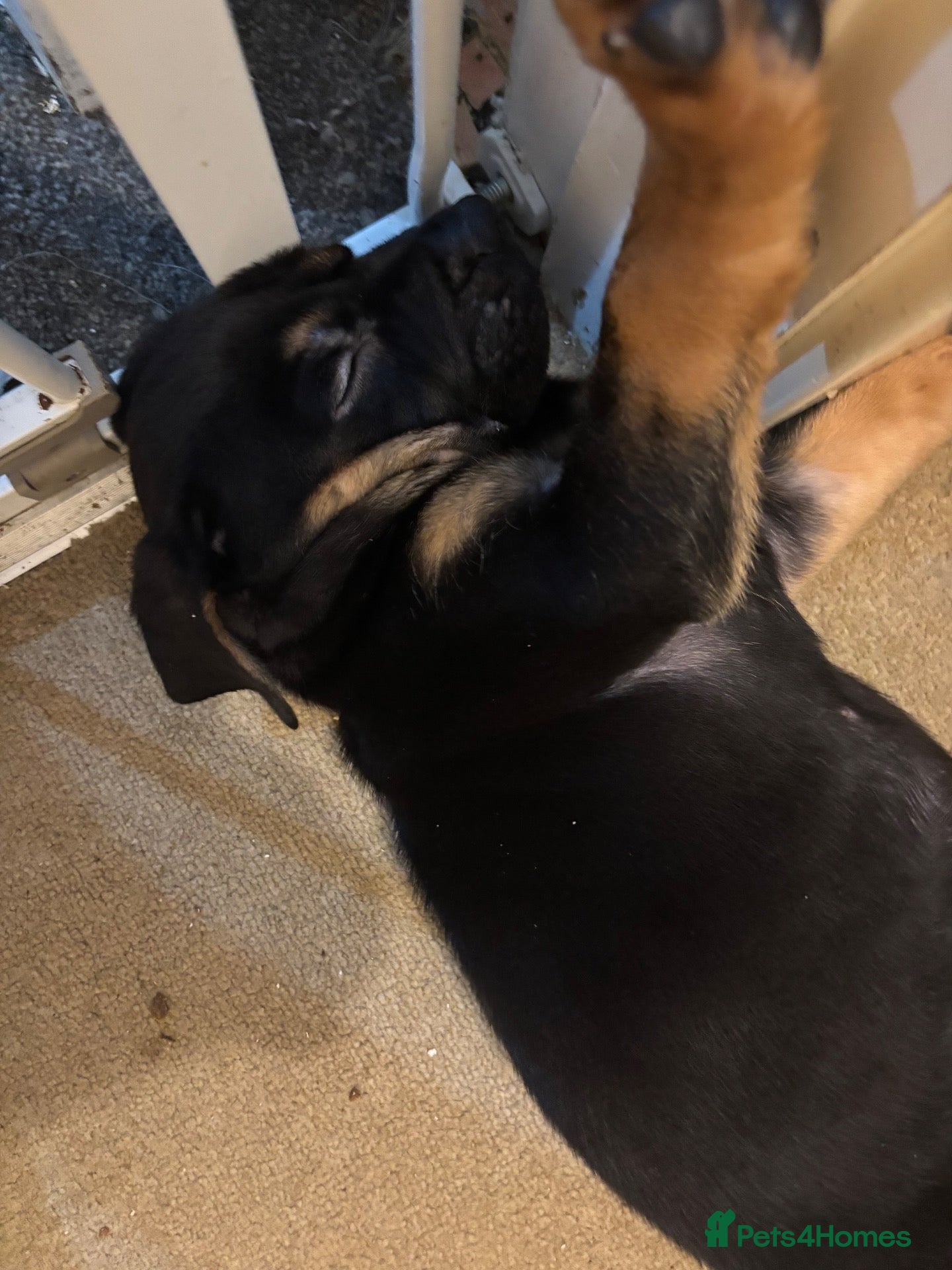 Mixed Breed dogs 6 Beautiful Old Tyme Bulldog X German Sheperd pups - Advert 1