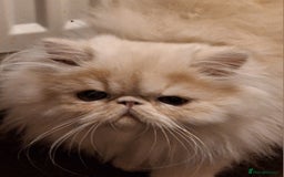 Persian cats for sale: Gorgeous pure bred persian female - Image 1