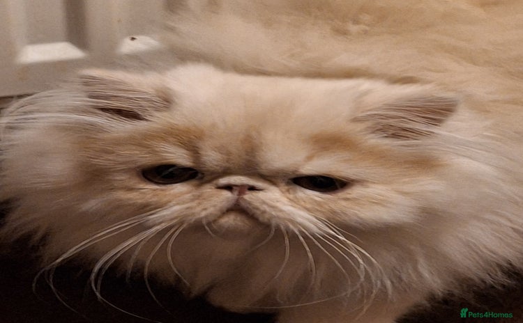 Persian cats - Advert 2