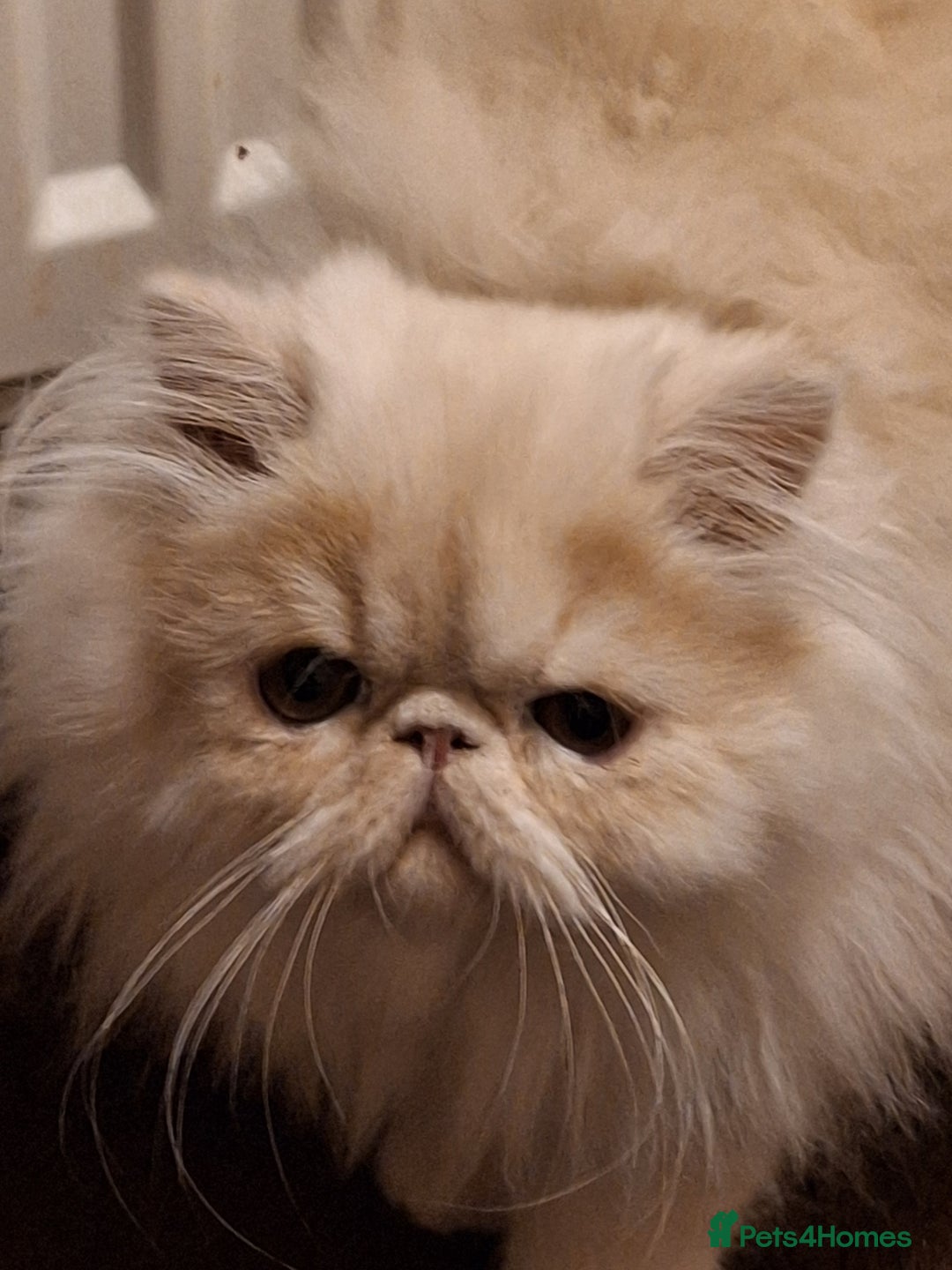 Persian cats for sale: Gorgeous pure bred persian female - Image 1