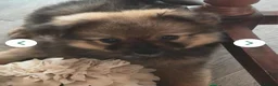Pomeranian dogs for sale: 🐾 🐾 Adorable Pomeranian Puppies Ready Now 🐾🐾 - Advert 3