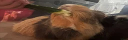 Guinea Pig rodents for sale: 2 Female Guinea Pigs looking for a good home  - Advert 4