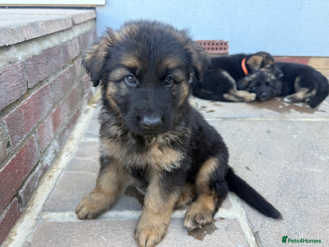 German Shepherd dogs for sale: Only 1 boy left Kc German Shepherd Puppies in Canvey Island - Image 34