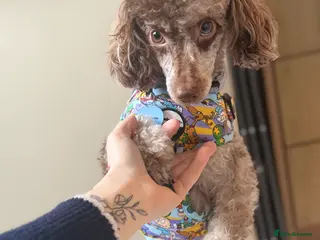 Toy Poodle dogs Toy poodle female - Advert 1