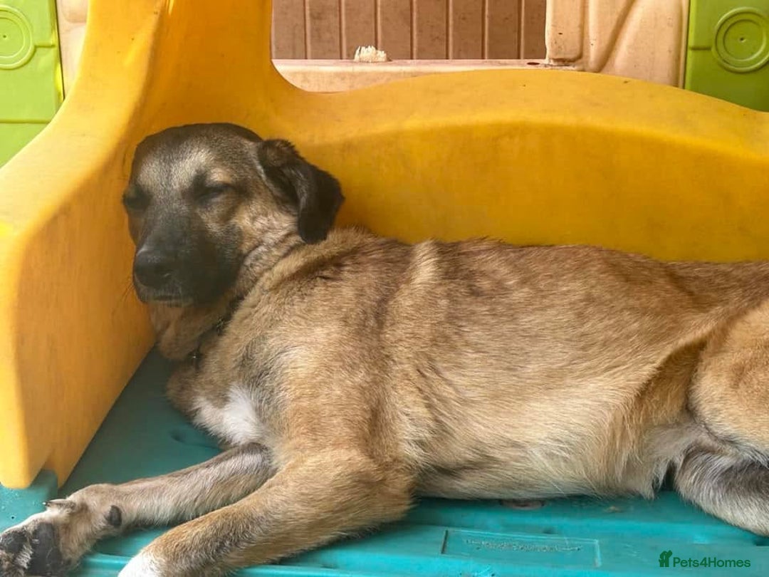 Mixed Breed dogs for adoption: Levi - Norwich Norfolk  - Image 16