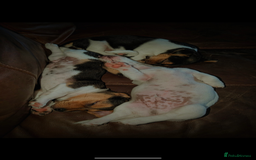Jack Russell dogs for sale: Chunky Confident Terrier Pups for 5* Active Homes - Image 7