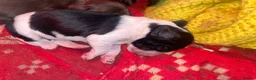 Cocker Spaniel dogs for sale: beautiful cockerspaniel puppies - Advert 3