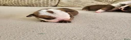 English Bulldog dogs for sale: British bulldog pups in Ammanford - Advert 19