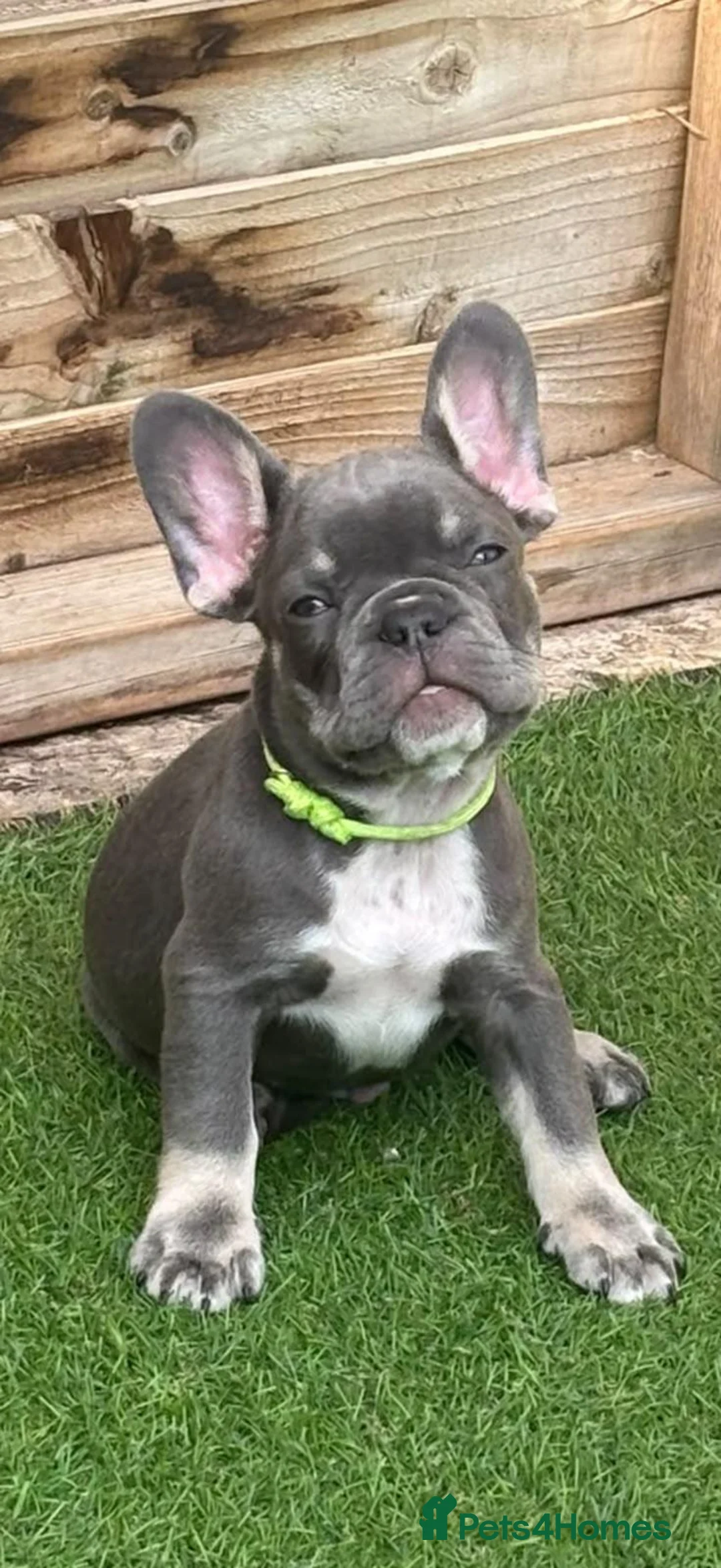 French Bulldog dogs for sale: Stunning KC French bulldog puppies - Advert 2
