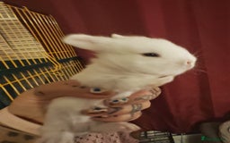 Lionhead rabbits for sale: 4 baby Lionhead rabbits - Advert 29