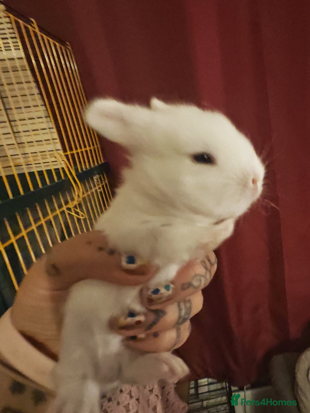 Lionhead rabbits for sale: 4 baby Lionhead rabbits - Advert 29