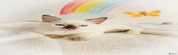 Ragdoll cats for sale: GCCF Registered Ragdoll Kittens - Advert 28