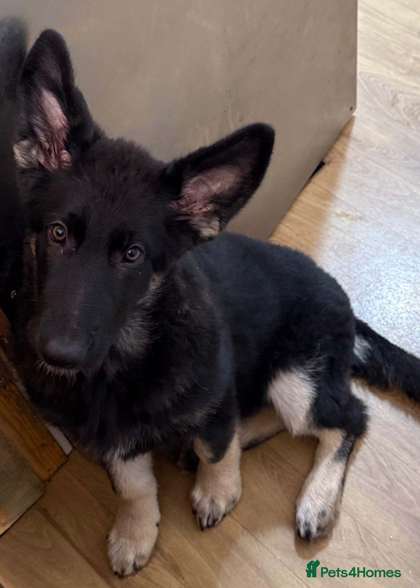 German Shepherd dogs Reduced further they carry Isabella Kcreg GSD pups - Advert 1