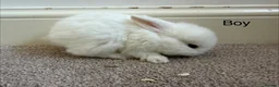 Mini Lop rabbits for sale: Mini Lop Rabbits  in Cottingham - Advert 4