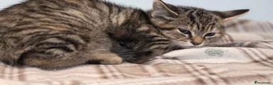 Mixed Breed 1