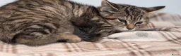 Mixed Breed cats for sale: Kittens For Sale - Advert 6