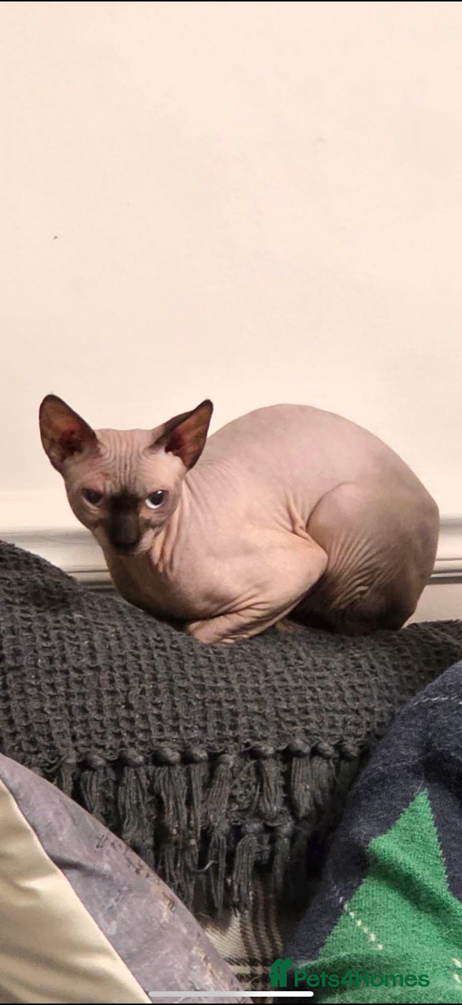 Sphynx cats 1 year old sphynix - Advert 5
