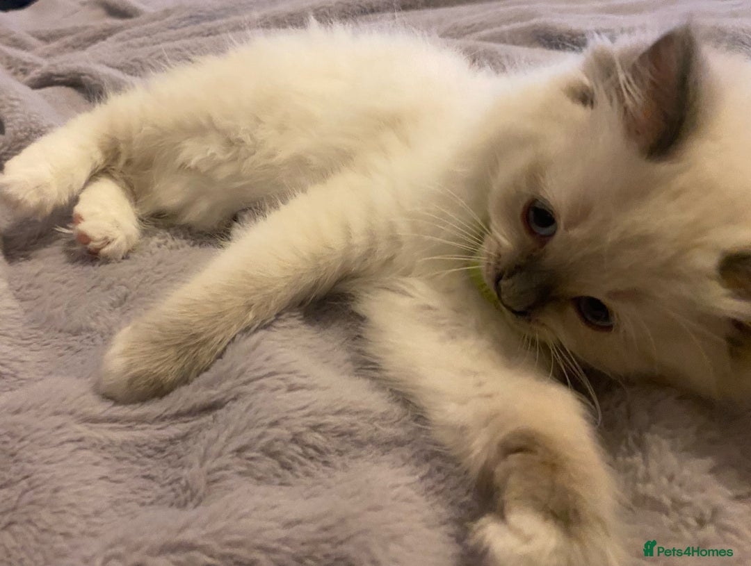 Ragdoll cats for sale: Pedigree ragdolls kittens TICA registered - Advert 6