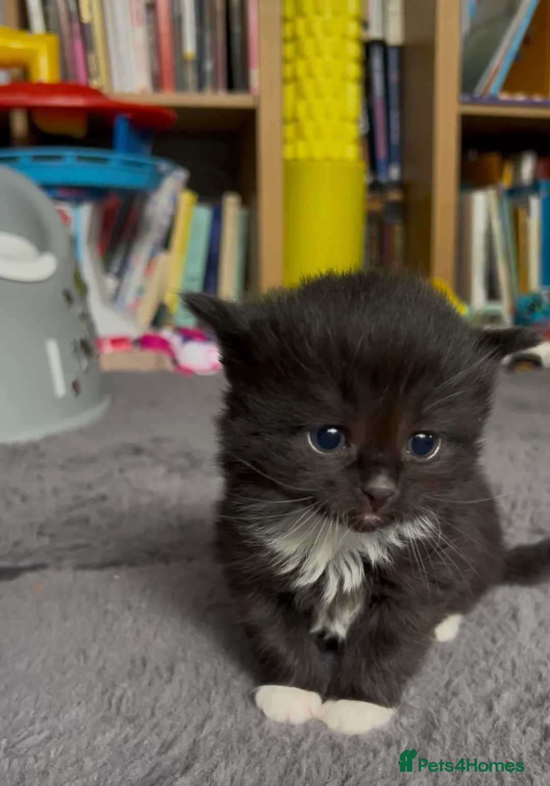 Mixed Breed cats for sale: Beautiful kittens - Advert 2