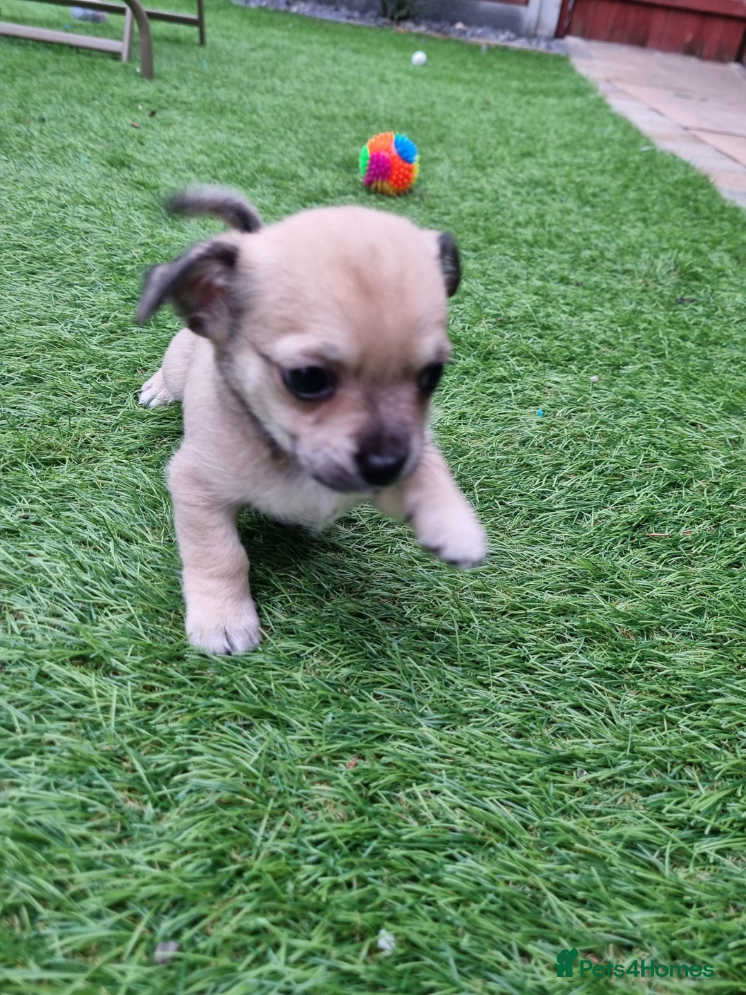 Chihuahua dogs for sale: 5 chihuahua  - Image 10