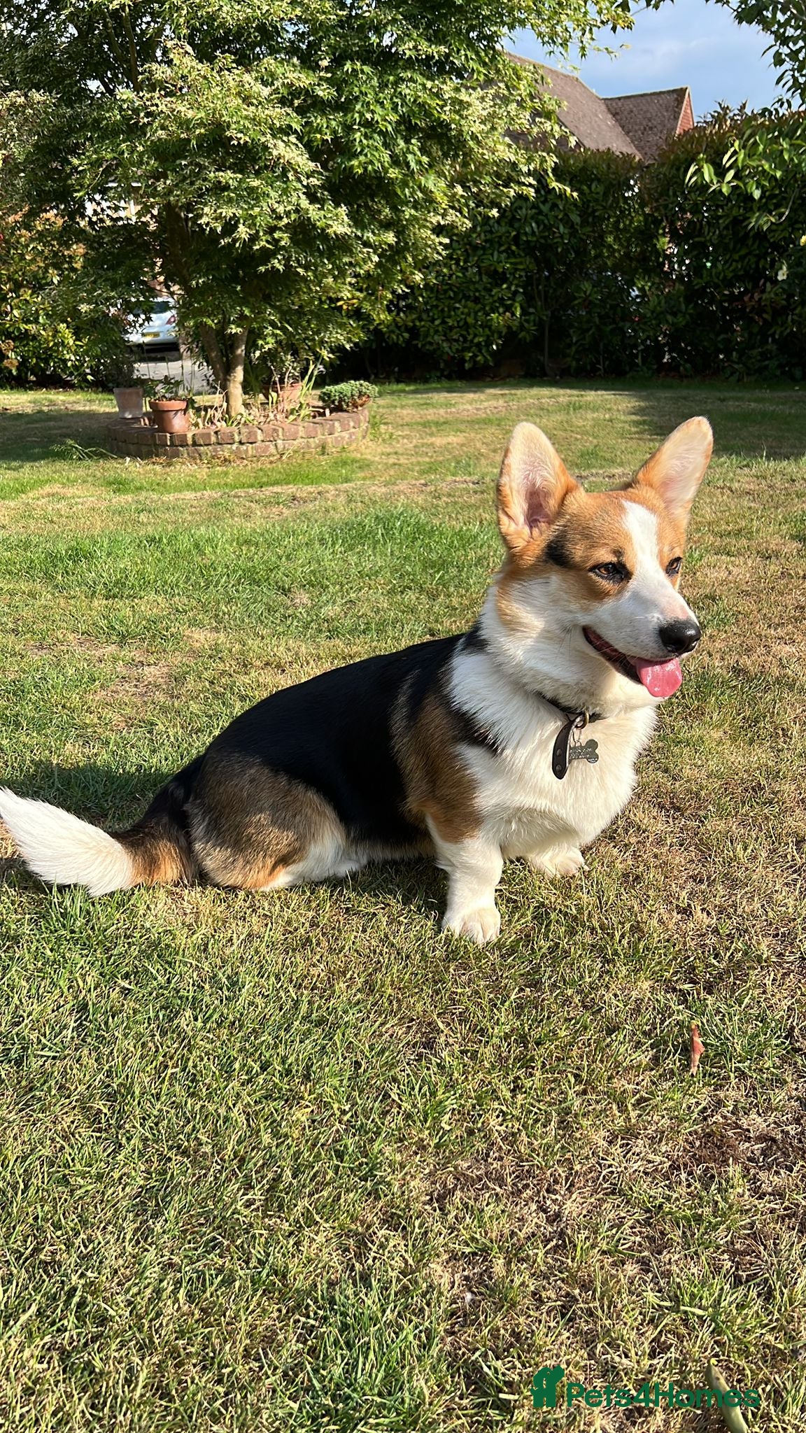 Welsh Corgi Pembroke dogs Bertie - Advert 13