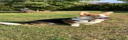 Welsh Corgi Pembroke dogs for sale: Bertie in Woking - Advert 1