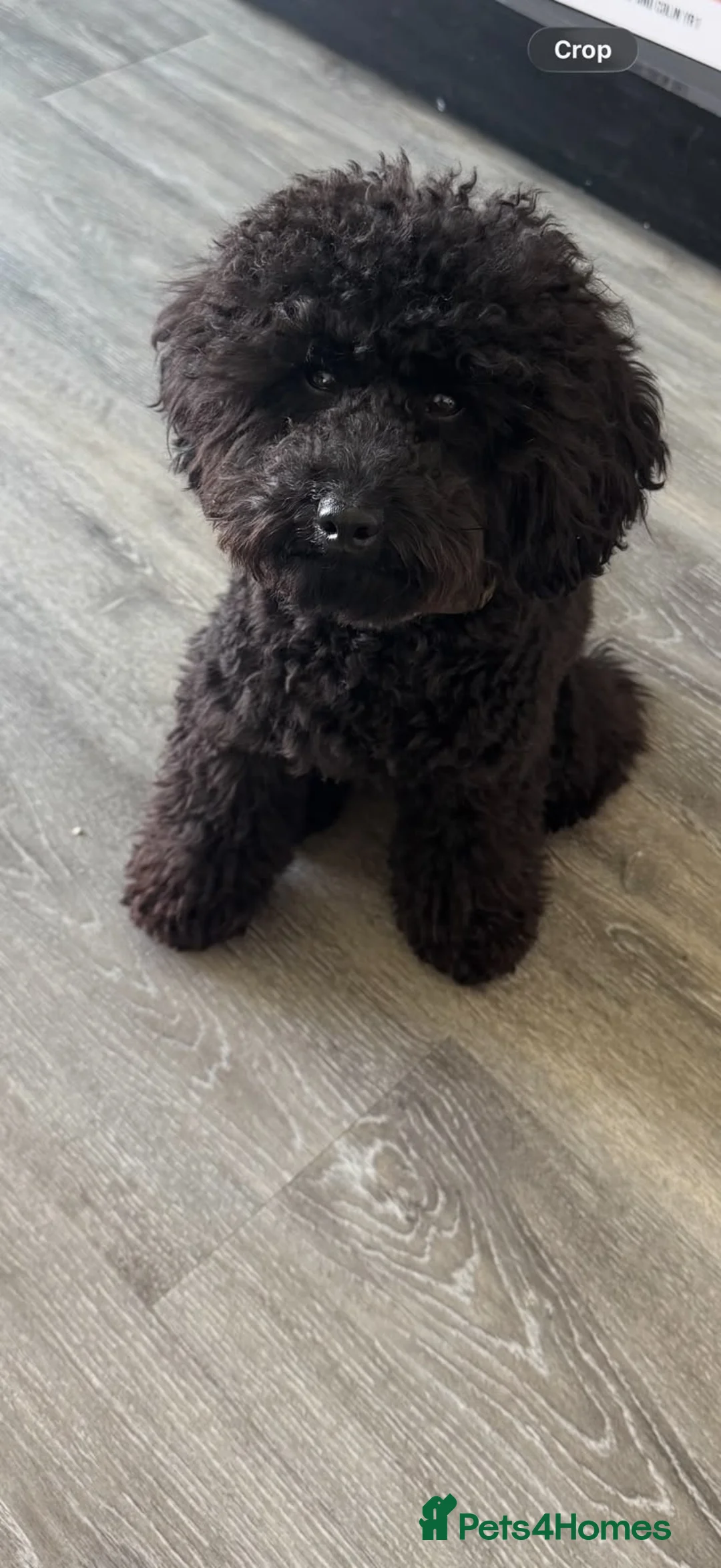 Toy Poodle dogs for sale: Louis in Brighton - Advert 2