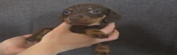 Miniature Dachshund dogs for sale: Miniature Dachshunds - Advert 7