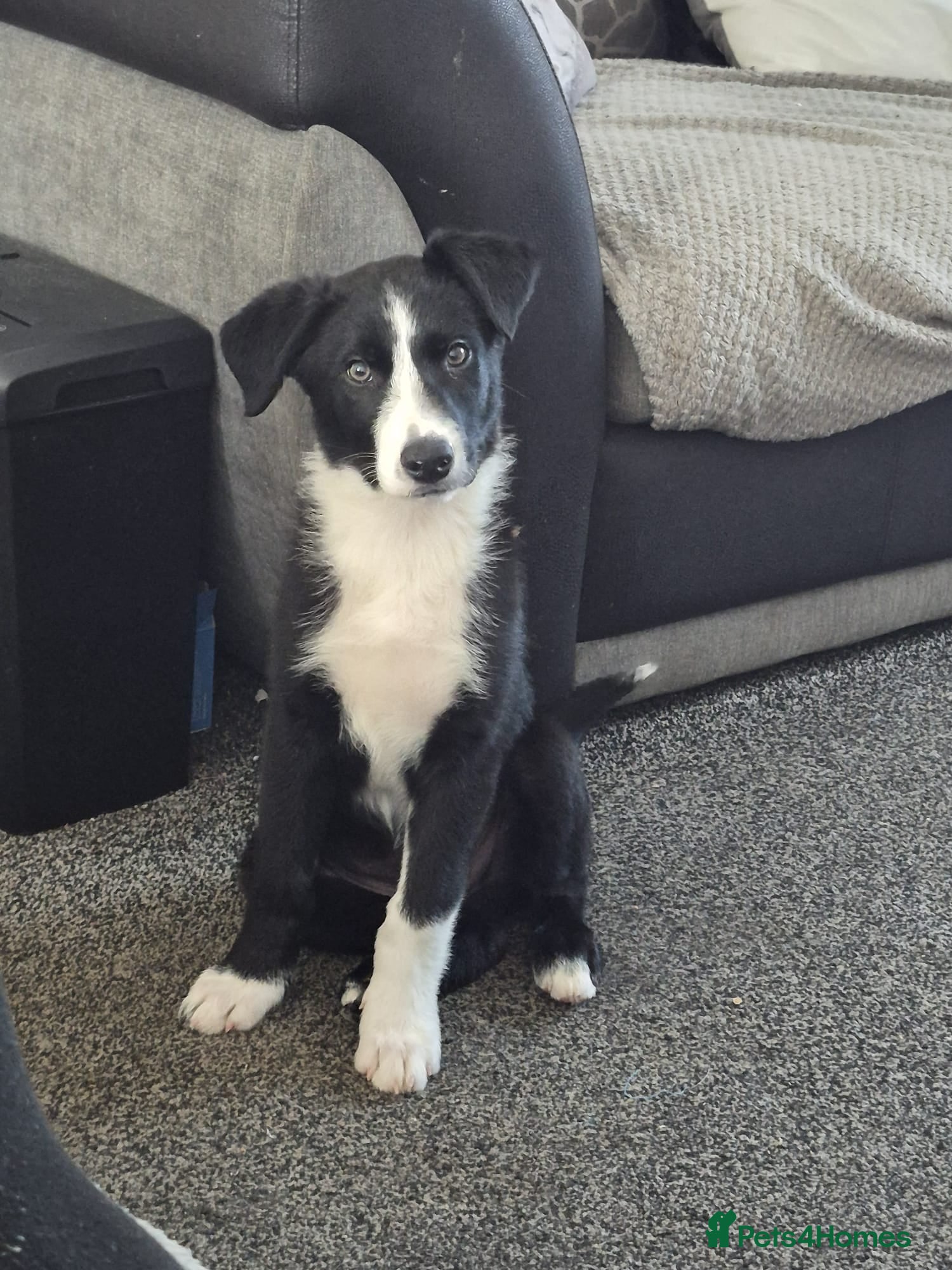 Border Collie dogs Male border collie - Advert 1