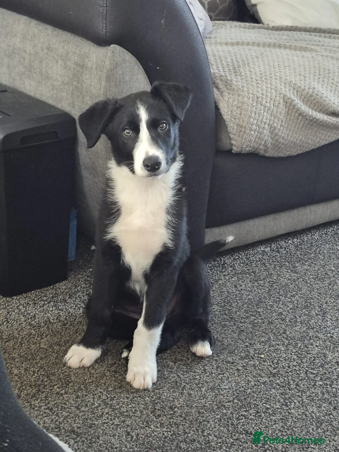 Border Collie dogs for sale: Male border collie in Hull - Advert 1