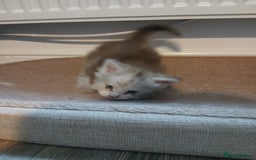 Maine Coon cats for sale: Full Pedigree blue smoke Maine Coon Kittens  - Advert 7