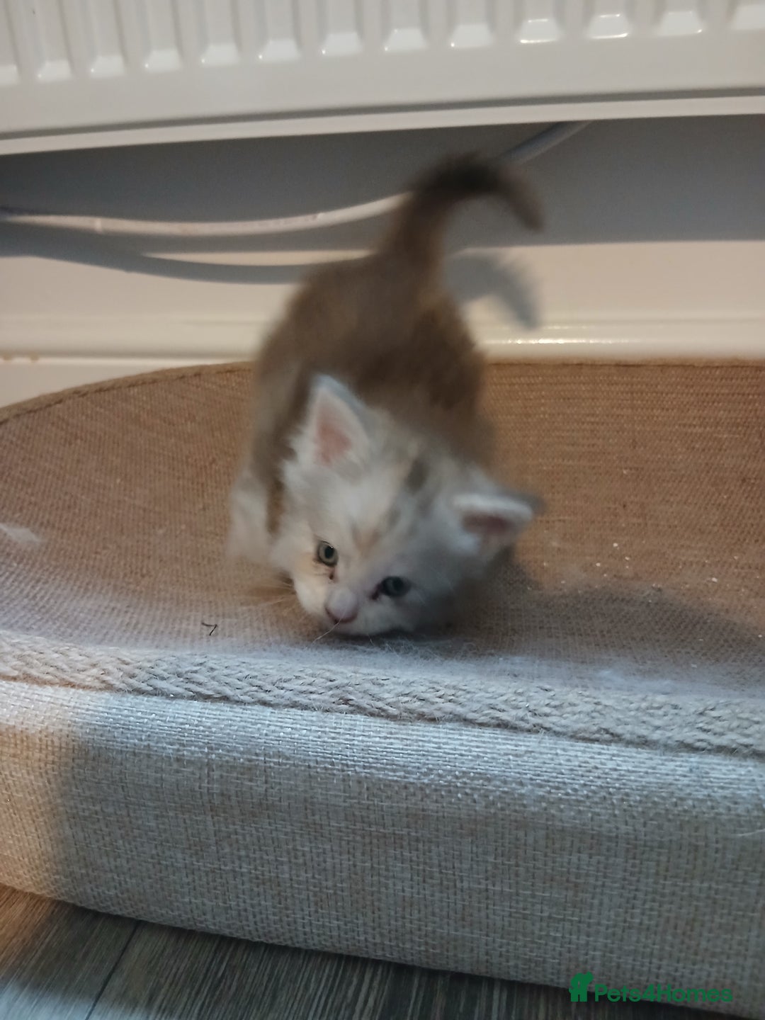 Maine Coon cats for sale: Full Pedigree blue smoke Maine Coon Kittens  - Advert 7