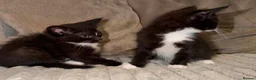 Mixed Breed cats for sale: Bsh x  - Advert 4