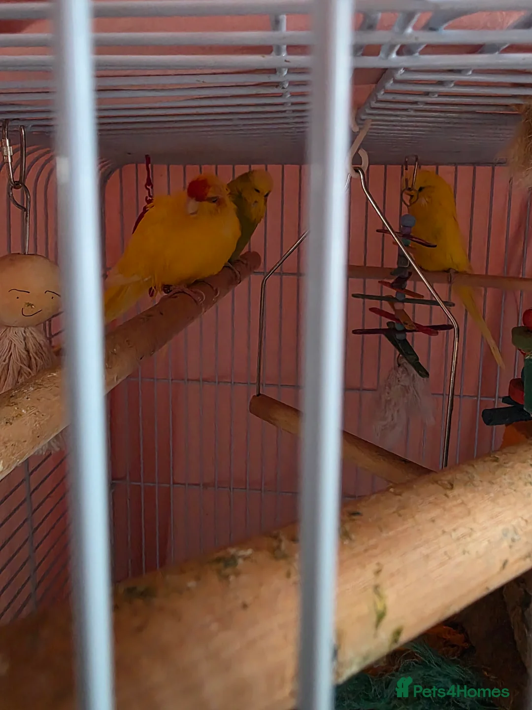 Budgerigars birds for sale: 2 budgies and 1 kakariki in Swadlincote - Advert 3