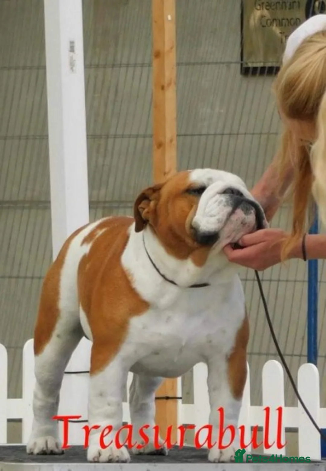 English Bulldog dogs for stud: UK CHAMPION 🏆 health tested.  in Bradford - Advert 6