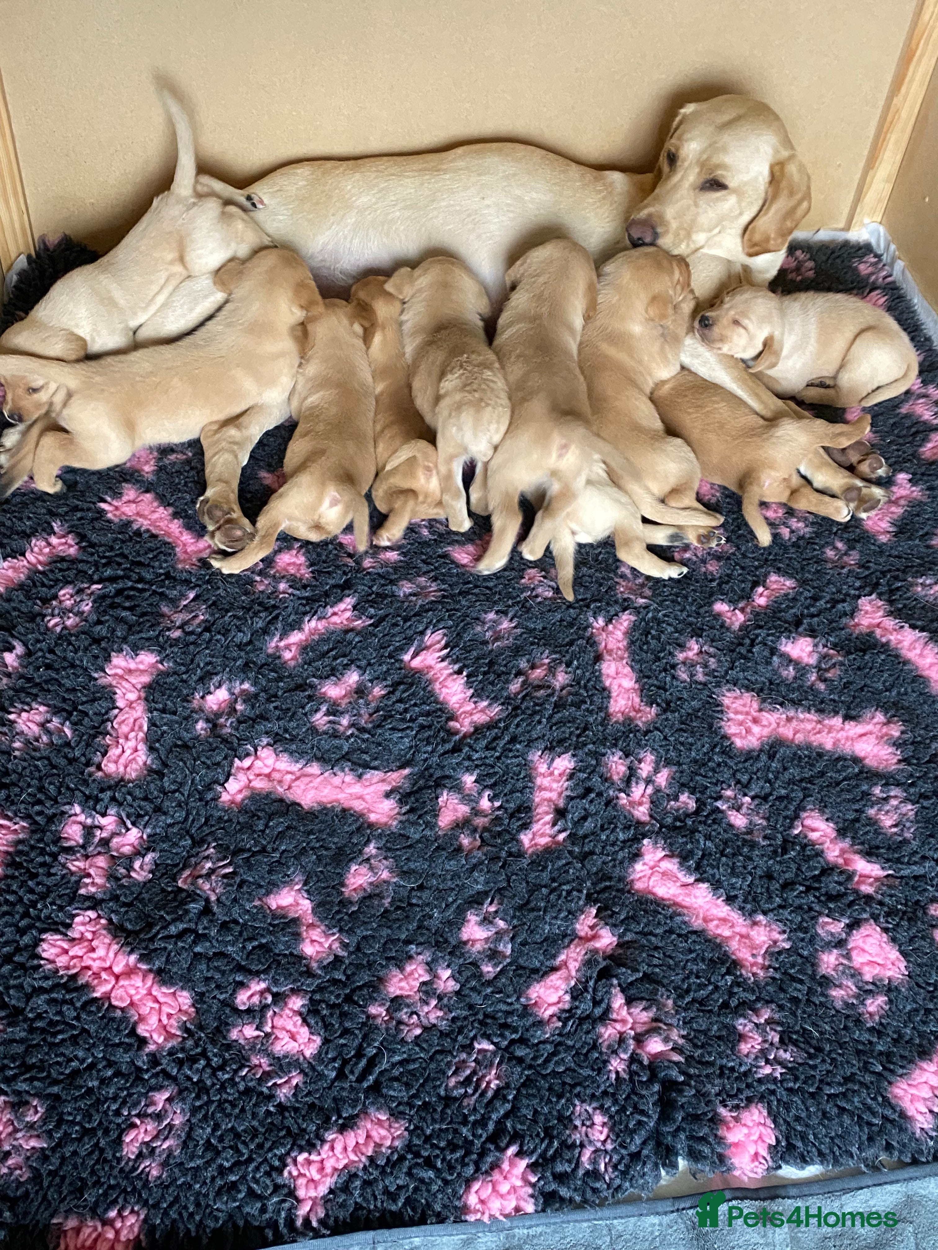 Labrador Retriever dogs STUNNING LABRADOR PUPPIES  - Advert 1