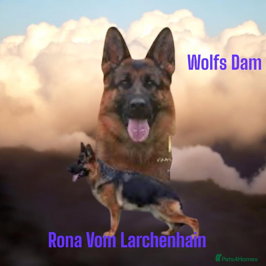 German Shepherd dogs for stud: KC Registered German Shepherd Stud in Stafford - Image 10