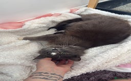 Domestic Shorthair cats for sale: Kittens  - Image 7