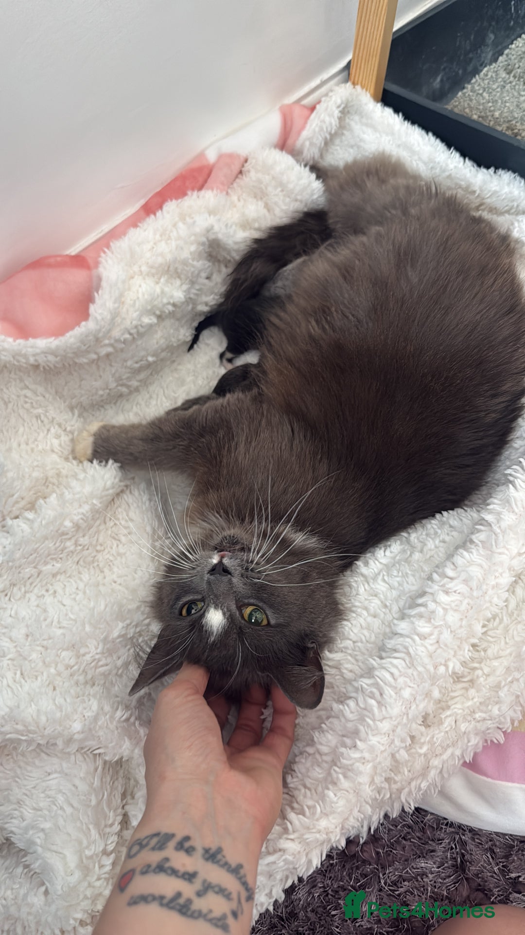 Domestic Shorthair cats for sale: Kittens  - Image 7