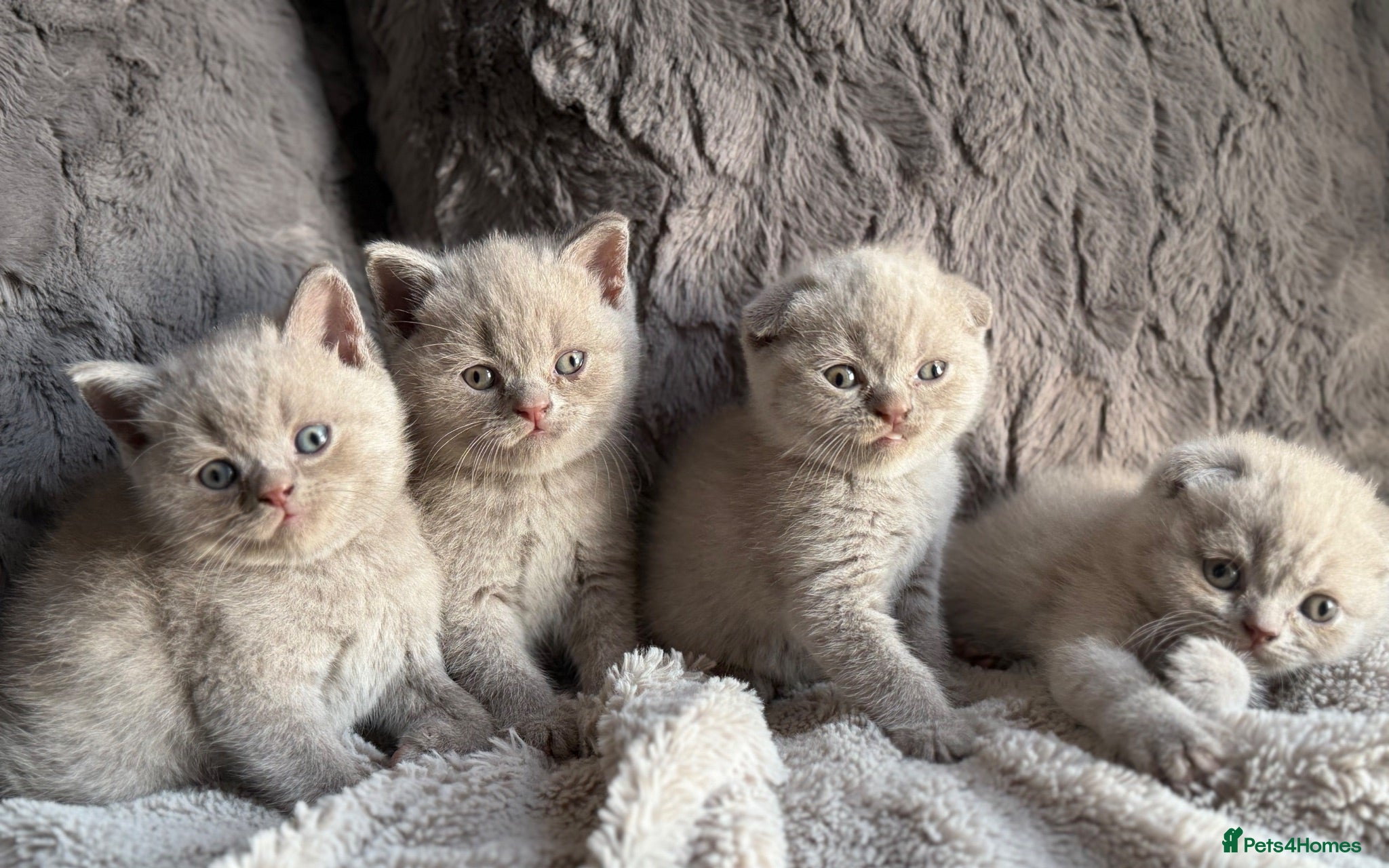 British Shorthair cats 🐾 Stunning British Shorthair Kittens  - Advert 1
